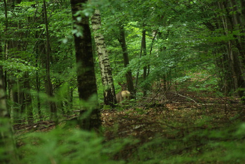 biche
